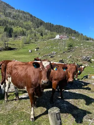 three cows standing in a field on a hill at Jostedal Lodge in Jostedal