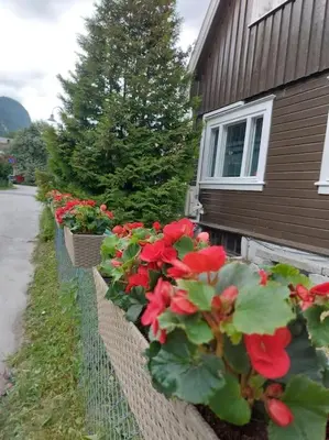 a row of red flowers on a fence next to a house at Old Town House in Rjukan