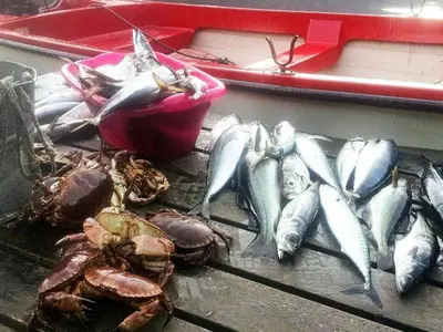 a group of fish on a table with a red basket at 11 person holiday home in Syvde in Myklebost