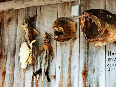 a wooden wall with different types of food on it at 5 person holiday home in VÅGLAND in Bårdset