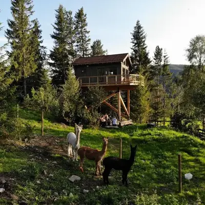 Fjellgla tretopphytte