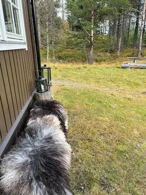 a dog looking out the window of a house at Cozy apartement near Besseggen with a nice outdoor area! in Randsverk