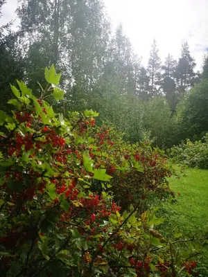 a group of bushes with red berries in a field at Villa Ka Stor Elvdal in Koppang