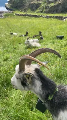 a goat with long horns sitting in the grass at Hytte ved sjøen med båtutleige in Kvalsvik