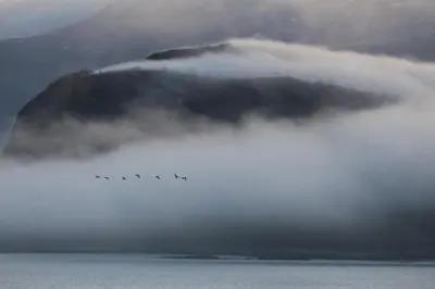 a group of birds flying over a mountain in the water at Private room in central homestay apartment with sea view in Ålesund