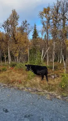 a black cow standing in the grass next to a road at Bjørkebo in Ål - cabin in hiking and skiing area in Ål