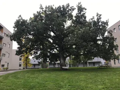 a large tree in the middle of a grass field at Ski VM i Trondheim 2025 in Trondheim