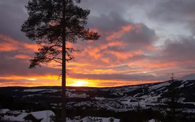 a pine tree in front of a sunset at Coazy cabin with sauna in Trysil