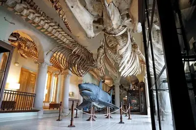 a dinosaur skeleton on display in a museum at DINBNB Apartments l Historical Building I 100m To University Museum in Bergen