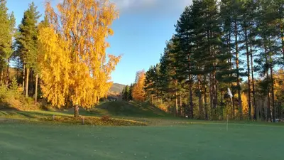 a green field with a tree and some trees at Koselig hytte sentralt på Norefjell, ski in & out in Surteberg