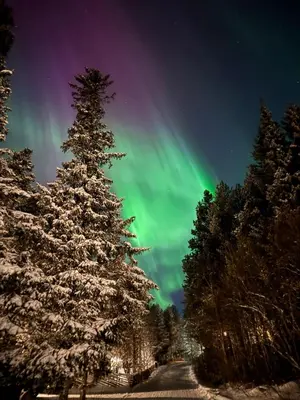 an image of a christmas tree with the northern lights at Hemsedal Mountain Retreat in Hemsedal