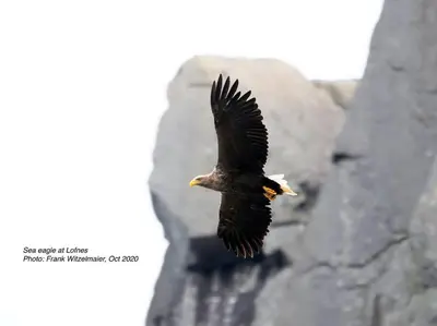 a bird flying in the air next to some rocks at Exclusive fjord getaway with sauna in Leirgulen