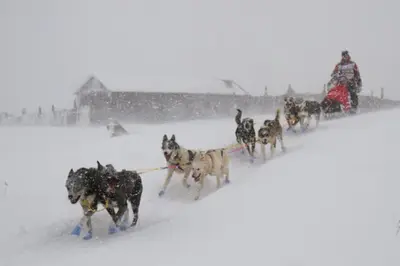 a group of dogs pulling a sleigh in the snow at Unikt gårdshus - Gamlestua in Vestre Gausdal