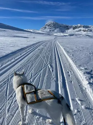 a dog is pulling a sled in the snow at Relaxing Getaway Sauna,Terrace and Pet friendly in Beitostøl