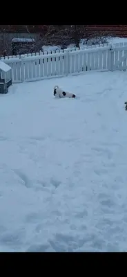 a dog laying in the snow next to a fence at Rekkehus med 3 soverom in Trondheim