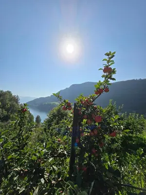 an apple tree with the sun in the background at Casa Grend in Kvam