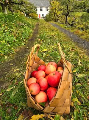 a basket of apples sitting on the side of a road at Casa Grend in Kvam