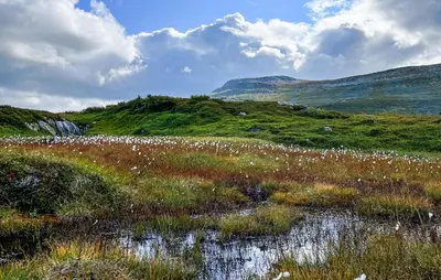 a field full of flowers in a grassy field at Stunning Home In Flå With Sauna in Skadeland