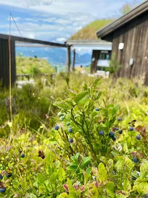a plant with blueberries in a field next to a building at Enjoy Family Time In Beautiful Nature in Krøderen