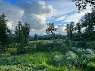 a field of grass with trees and clouds in the sky at Modern Ål Cabin At The Foot Of Reinskarvet in Ål