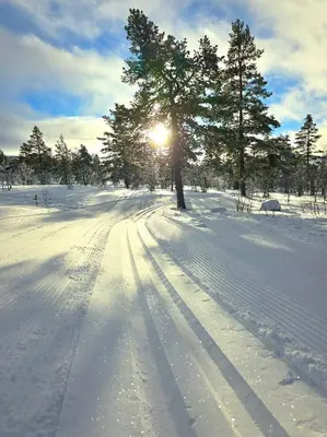 a snow covered field with a tree and the sun at Moderne hytte plass for 10 in Rendalen