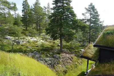 a house with a grass roof and a field with trees at Moderne hytte plass for 10 in Rendalen
