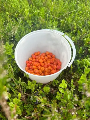 a white bowl of berries sitting in the grass at Simple family cabin at Haugen, Femundsmarka in Elga