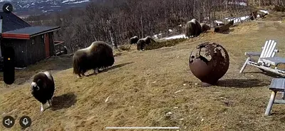 a group of animals standing on a grass field at Koselig hytte med uthus på vakre Dovrefjell in Dovre