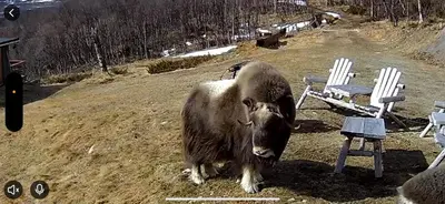 a large animal standing in a field next to two chairs at Koselig hytte med uthus på vakre Dovrefjell in Dovre