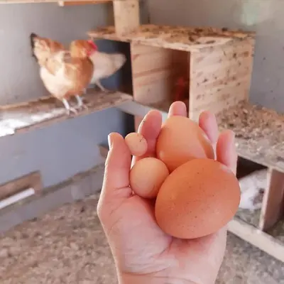 a hand holding three eggs in front of a bird at Cabin 