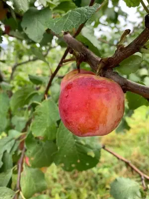 a red apple hanging on a tree branch at Cabin 