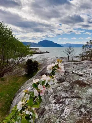 a bunch of flowers on a rock near the water at Cabin 