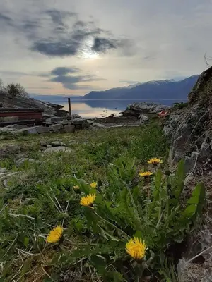 a field with yellow flowers on the side of a hill at Cabin 