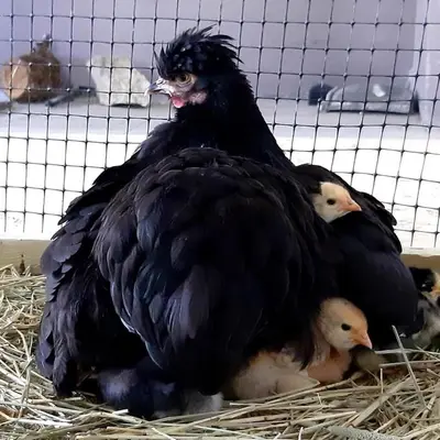 a large black chicken with two chicks in a cage at Cabin 