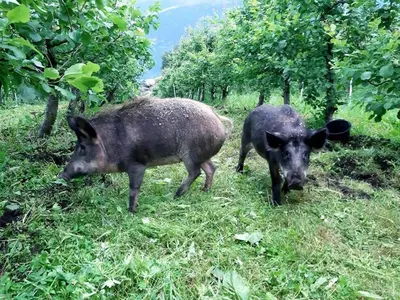 two pigs standing in the grass in a field at Cabin 
