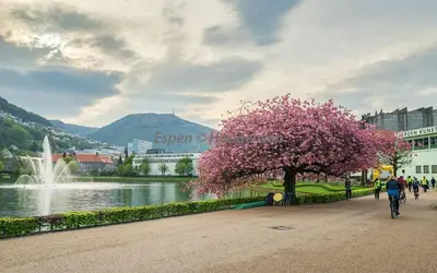 a man riding a bike next to a fountain and a tree at Top Floor Close to Grieg Hall and Town Square in Bergen