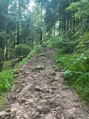 a dirt road in a forest with trees at FrysiaHouse in Lillehammer