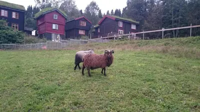 two sheep standing in a field with houses in the background at Cozy Cabin Retreat in Scenic Valley, E6 south of Trondheim in Storen