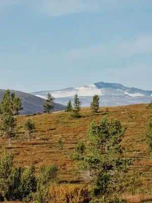 a field with trees and mountains in the distance at Modern Cabin With Panoramic View On Bringsfjellet in Lalm