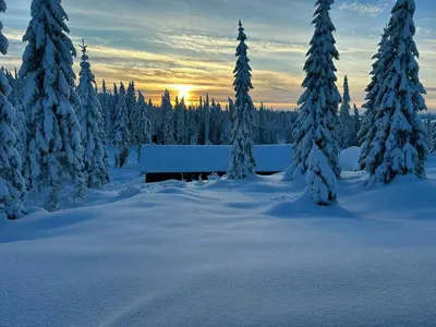 a snowy forest with trees and a bench in the snow at Fantastic Forest Cabin With Panoramic View in Jaren