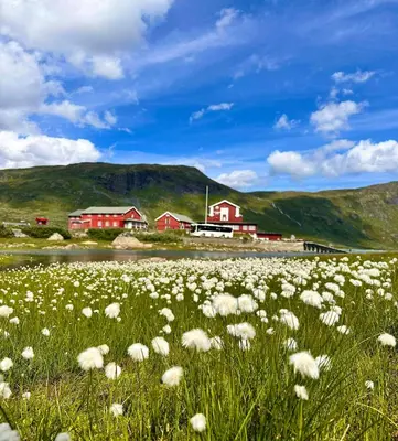 a field of white flowers in front of a house at Spectacular Cabin With View In Jotunheimen in Eidsbugarden