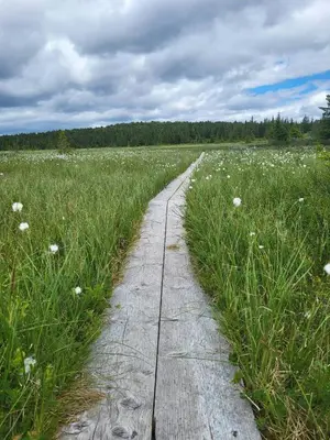 a dirt path through a field with white flowers at Sunny Cabin With Panoramic Views At Sjusjøen in Sjusjøen