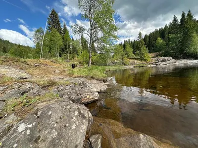 a river with rocks and trees on the shore at Turifoss Camping Tent pitch in Svedjan