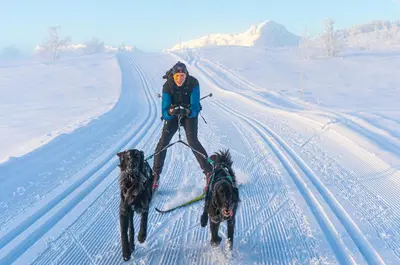 a person with two dogs on a sled in the snow at Immaculate Cabin in the Heart of Beitostølen in Beitostøl