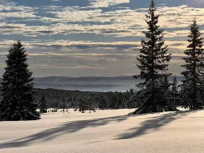 a group of trees on top of a snow covered slope at Veslekoia - Grandmas Cabin in Øksna