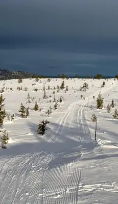 a snow covered field with trees in the snow at Veslekoia - Grandmas Cabin in Øksna