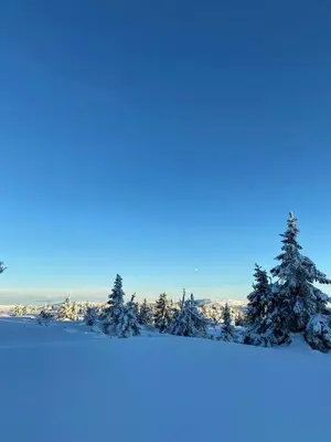 a snow covered hill with trees in the background at Architect-Designed Mountain Cabin At Mosetertoppen in Øyer