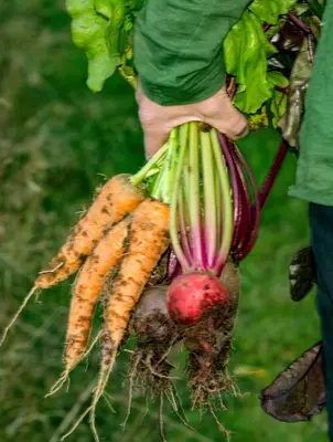 a person holding a bunch of vegetables in their hand at Peaceful Smallholding With Yoga Studio in Traut