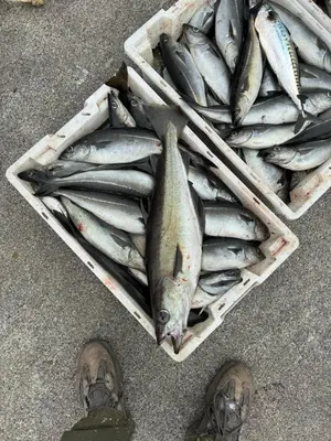 a basket of fish sitting on the ground next to someones feet at Cozy Oceanfront Escape in Nautnes