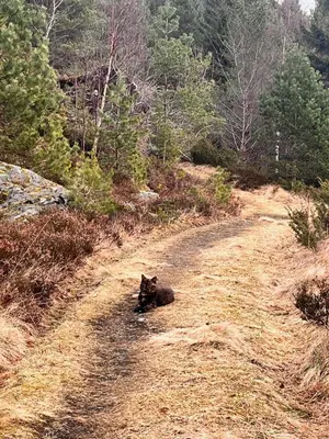 a black cat laying down on a dirt road at Apartment by the fjord, with boat and jacuzzi included in Larsnes